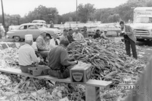 Shucks Shucking Corn